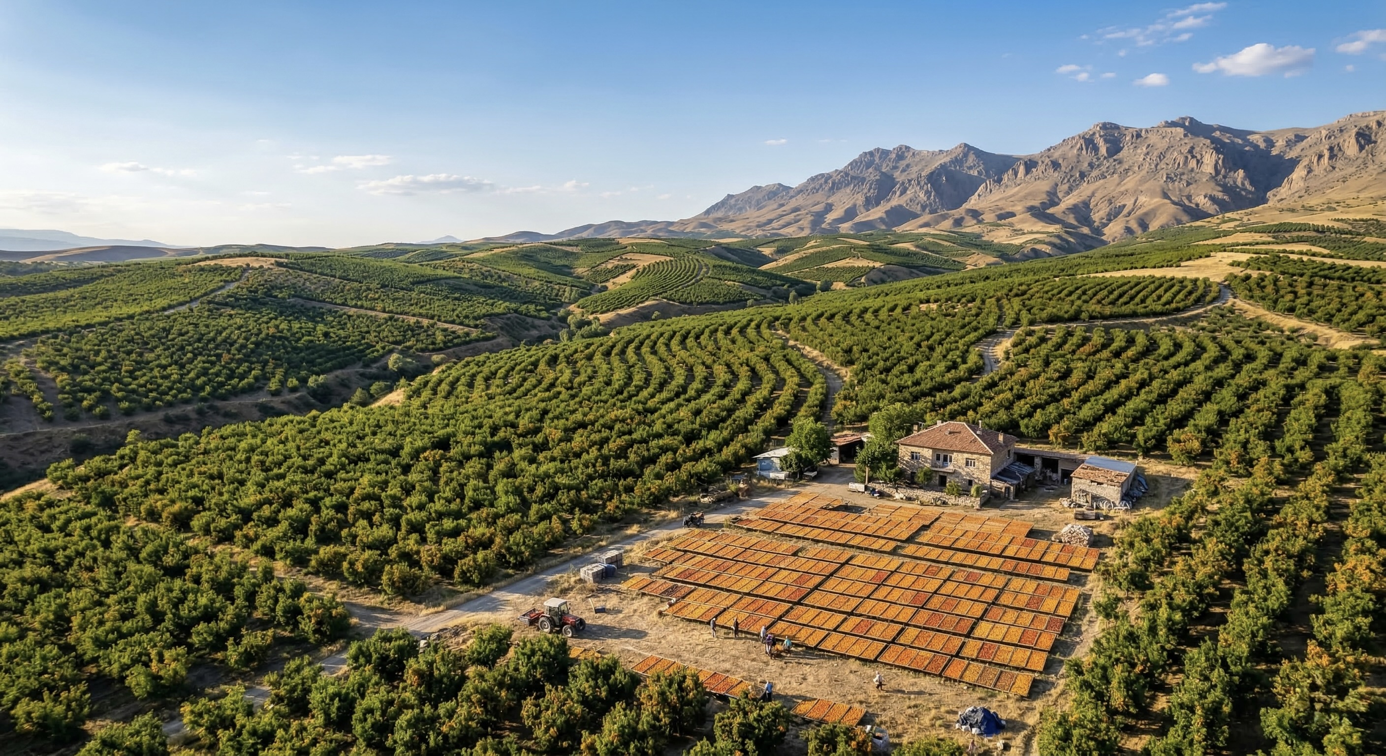 Toraman Apricot Orchard