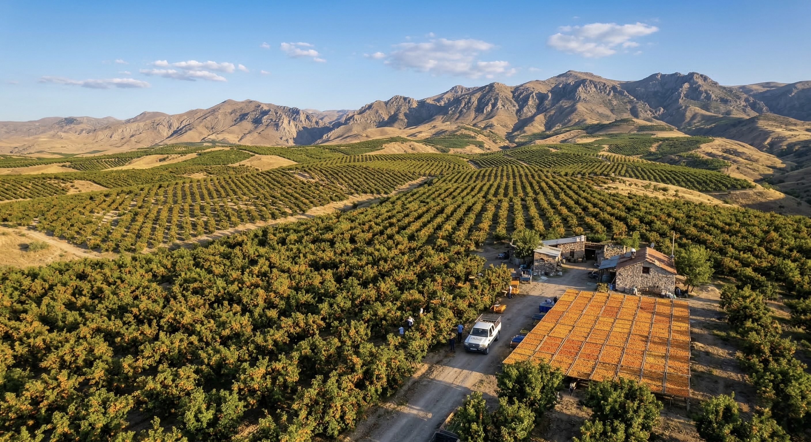 Toraman Apricot Orchard